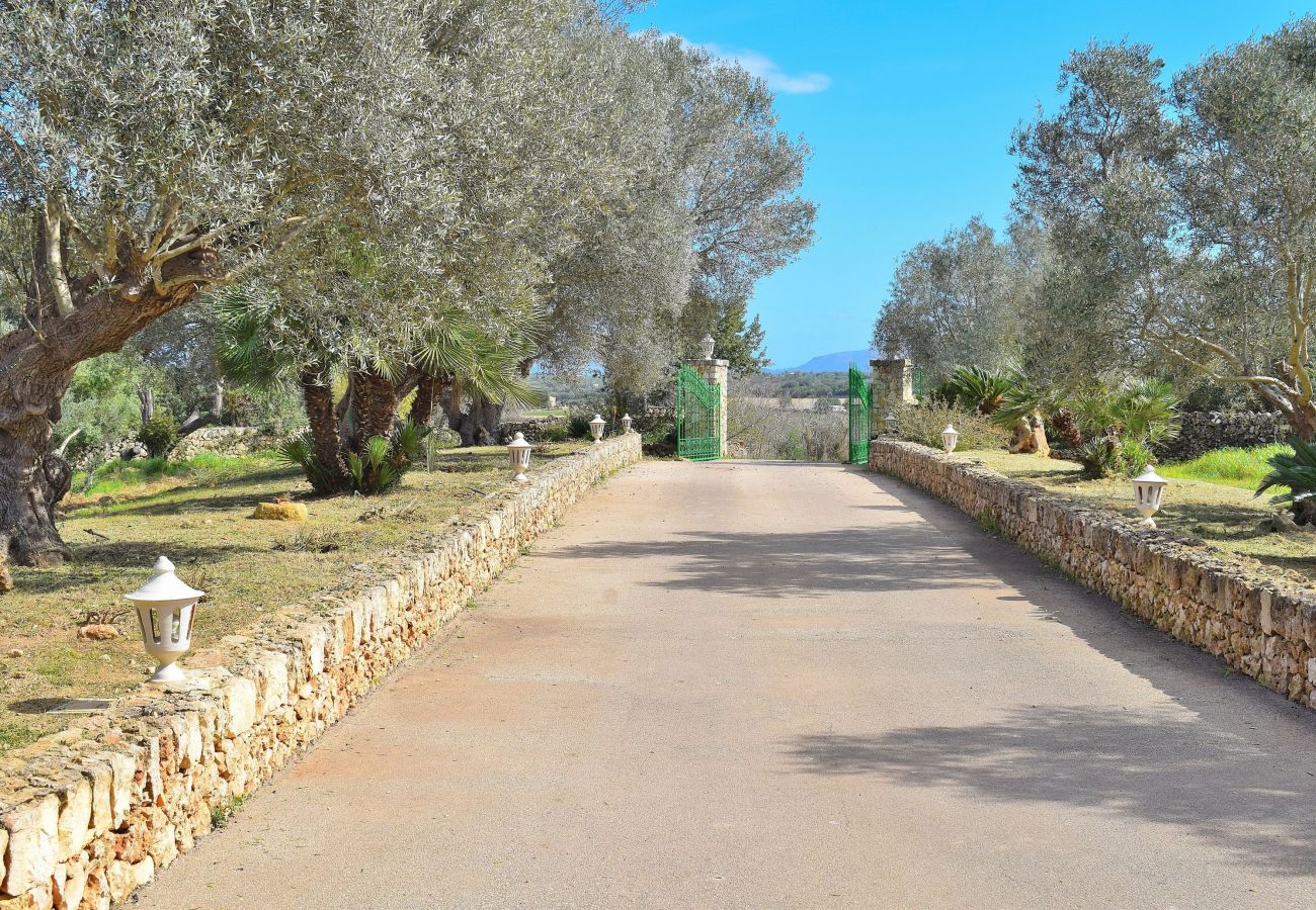 Country house in Santa Margalida - Villa with olive and almond trees Sa Torreta 023
