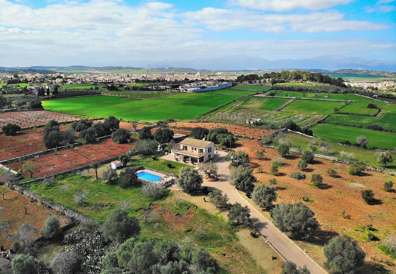 Domaine à Santa Margalida - Villa avec oliviers et amandiers Sa Torreta 023